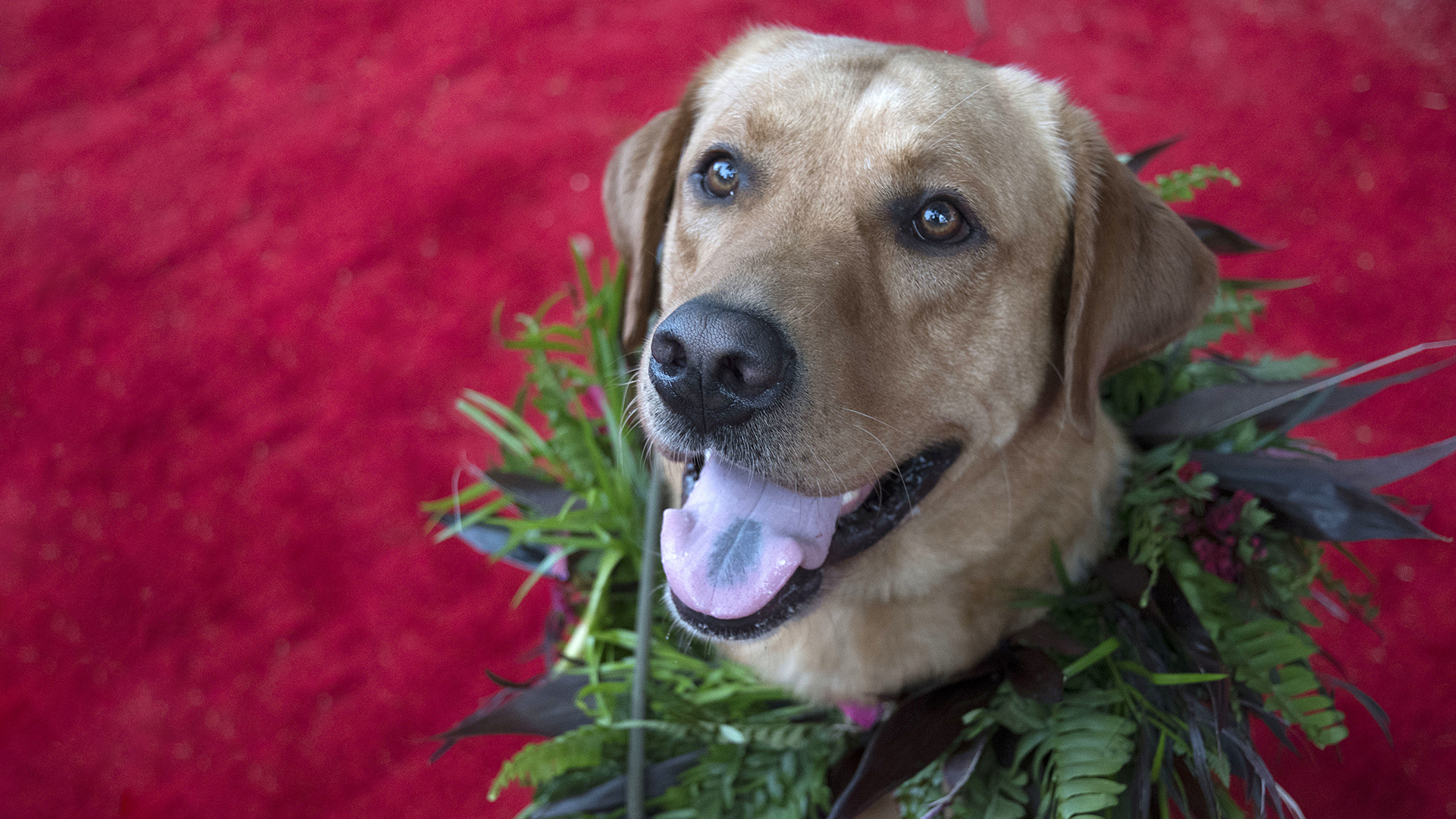 Eddie the police dog couldn't be happier on the red carpet.