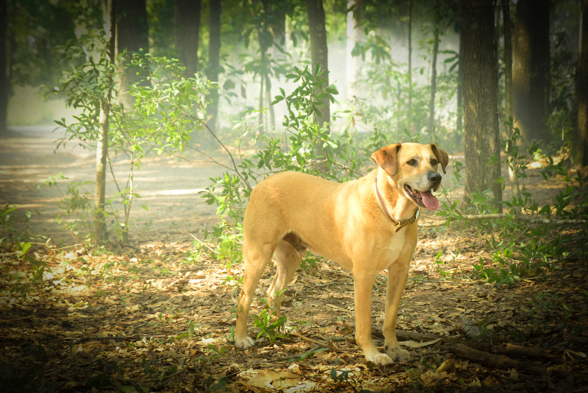 Cato as Indy.