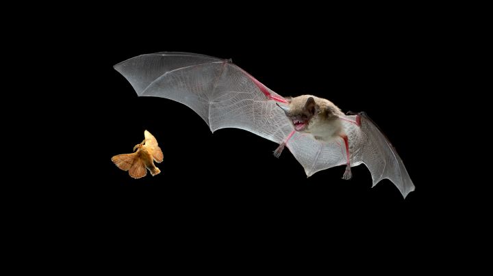 2. Bats can find their food in total darkness.