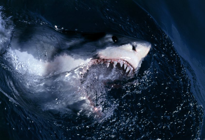 15-animals-surprisingly-more-deadly-than-sharks