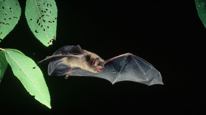 4. Bats are the only mammals that can fly. 