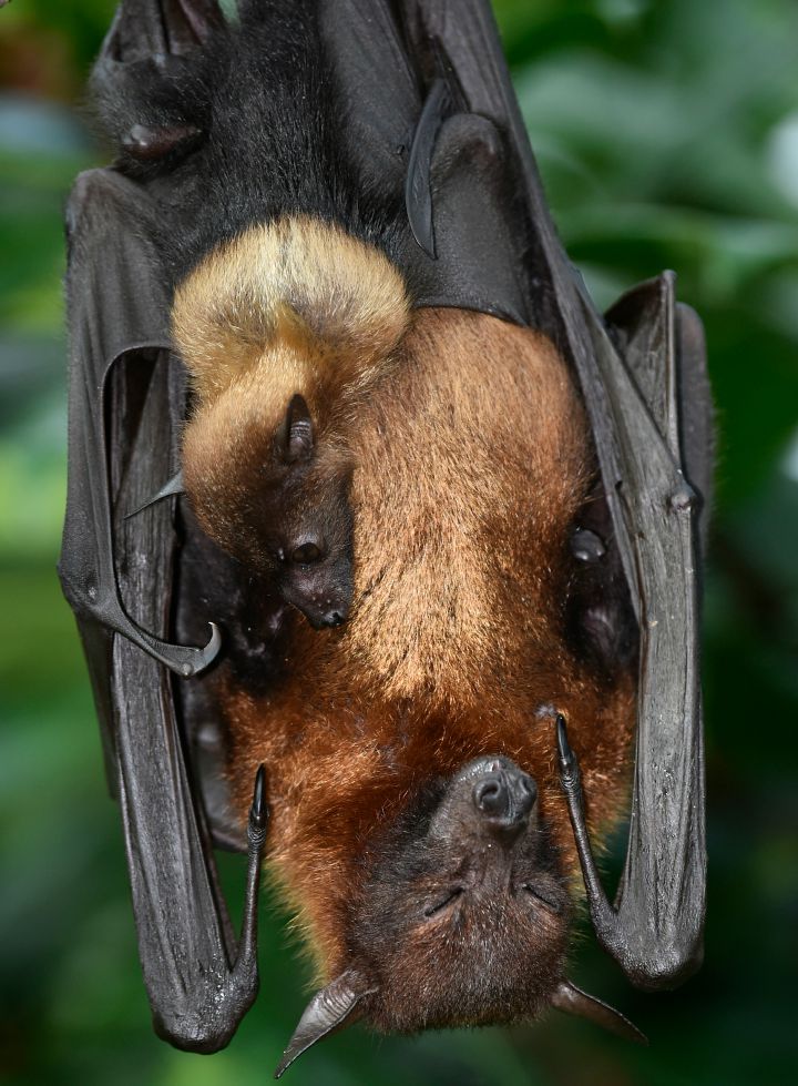 6. Bats are the slowest reproducing mammals on earth.