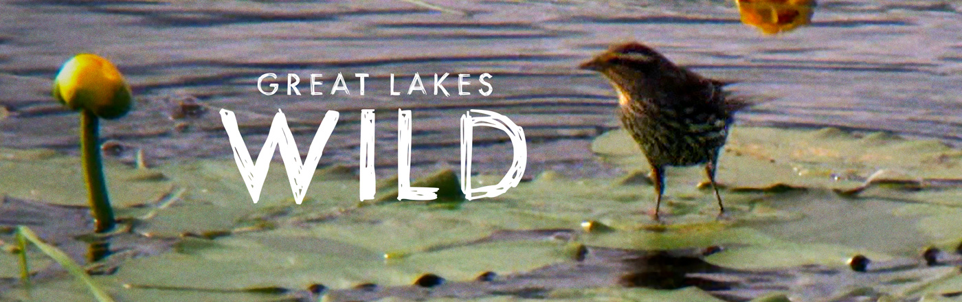 Great Lakes Wild LOGO