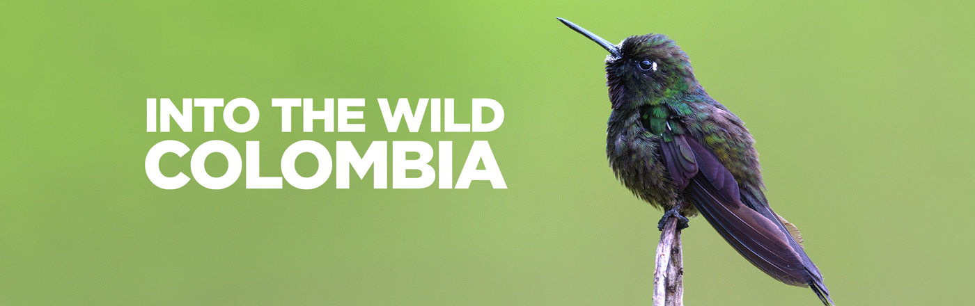 Into the Wild Colombia LOGO