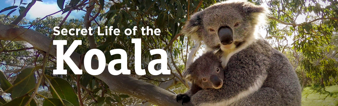 Secret Life of the Koala LOGO