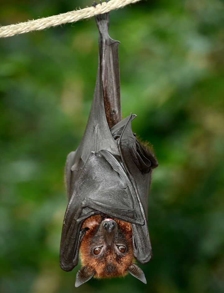 10. Bats sleep easy by sleeping strangely.