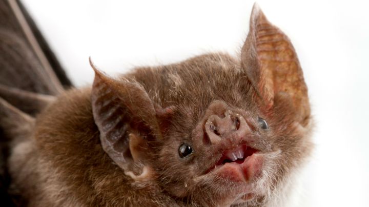7. Vampire bats are the only bats that move well on the ground.