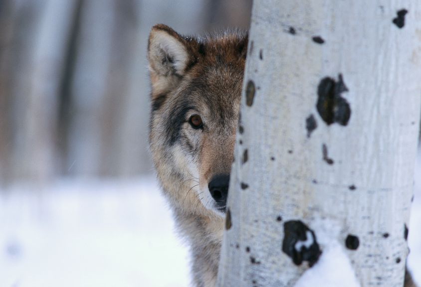 Wrathful Wolves