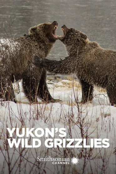 Yukon's Wild Grizzlies