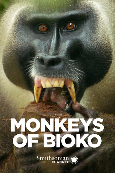 Monkeys of Bioko