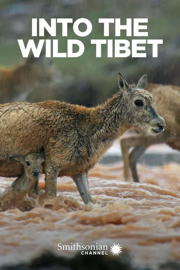Into the Wild Tibet