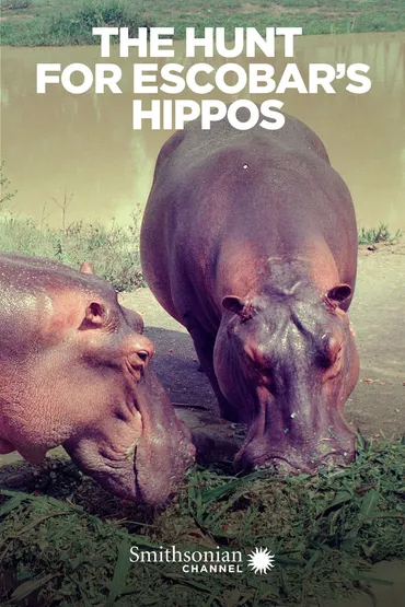 The Hunt for Escobar's Hippos