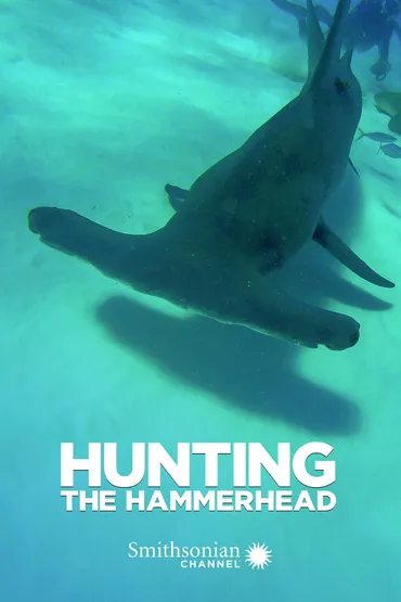 Hunting the Hammerhead