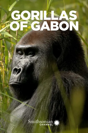 Gorillas of Gabon