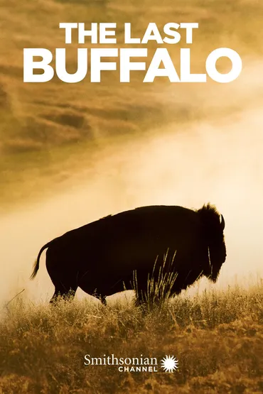 The Last Buffalo