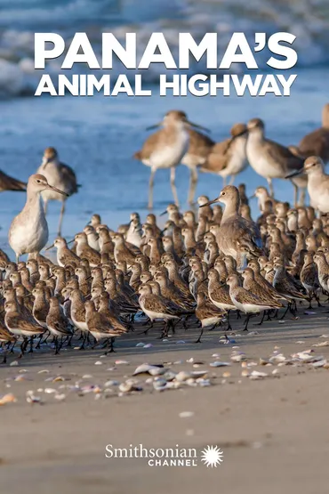 Panama's Animal Highway