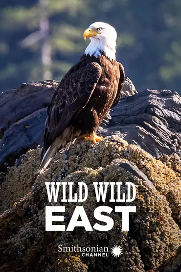 Wild Wild East - Foxes