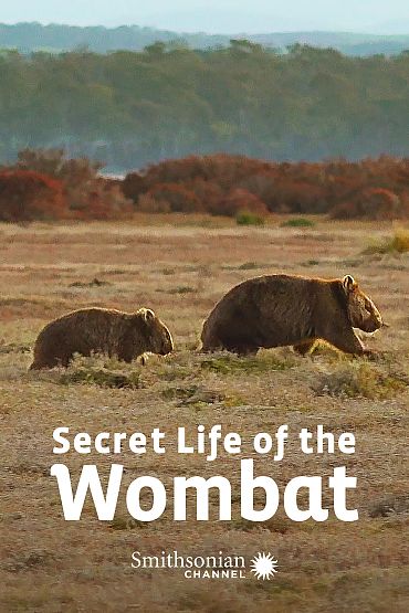 Secret Life of the Wombat - Wombat Wood