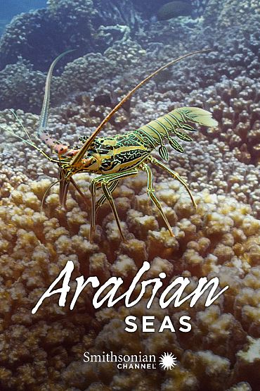 Arabian Seas - Carnivores of the Coral Garden