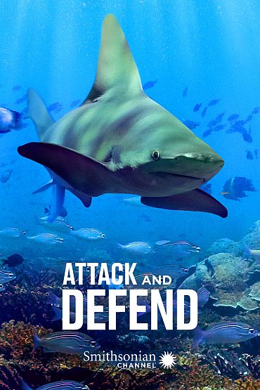 Attack and Defend - African Apex Predators