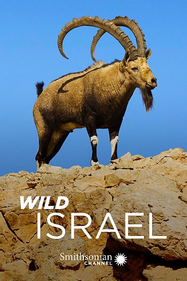 Wild Israel - The Negev Desert