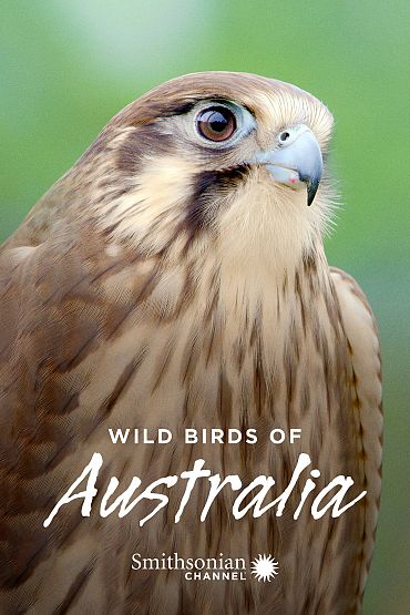 Wild Birds of Australia - The Little Penguin