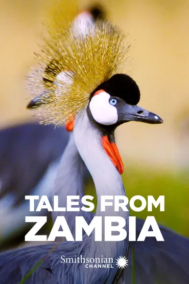Tales From Zambia