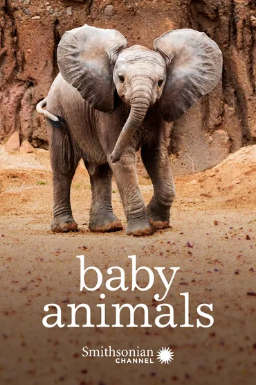 Baby Animals