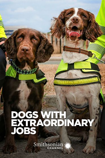 Dogs With Extraordinary Jobs - The Rescuers