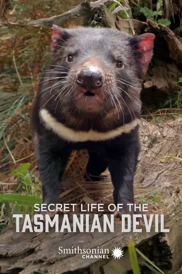 Secret Life of the Tasmanian Devil