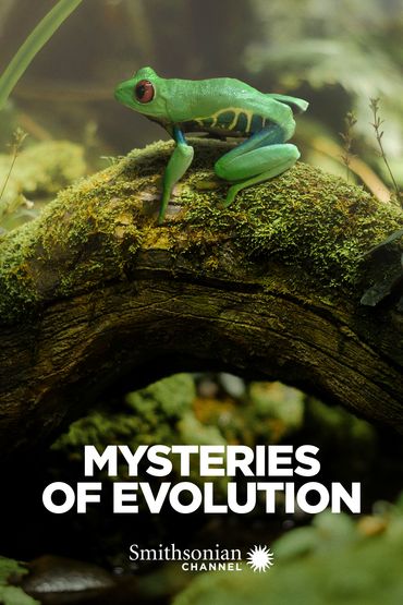 Mysteries of Evolution - Amazing Head Adaptations