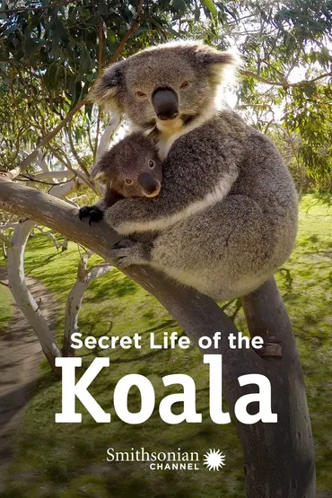 Secret Life of the Koala