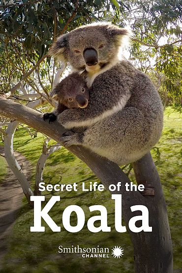 Secret Life of the Koala - Breeding Season