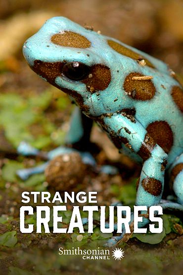 Strange Creatures - Smelly Survival Tactics