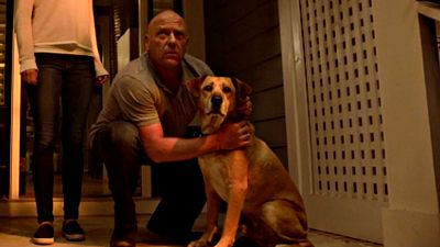 How A Rescue Dog Became A Hollywood Star