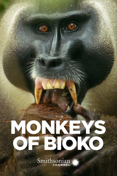 Monkeys of Bioko