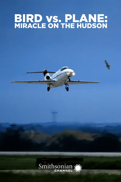 Bird vs. Plane: Miracle on the Hudson