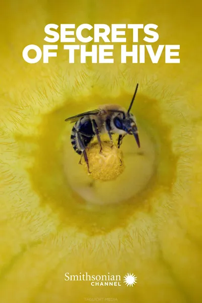 Secrets of the Hive