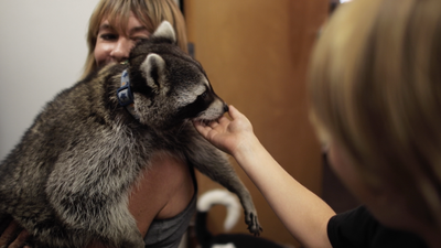 Meet The Great Indoors' Raccoon-And His Canine Buddy!